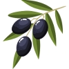 Zeytin